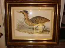 bittern print